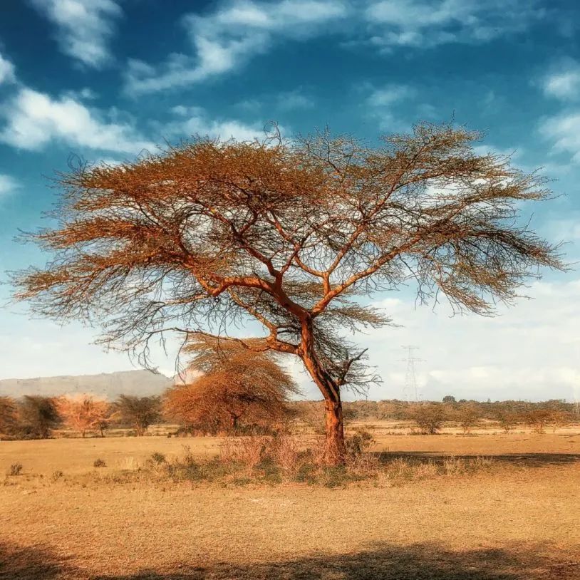 汉唐家具背后的材质美学插图1 汉唐家具背后的材质美学插图1
